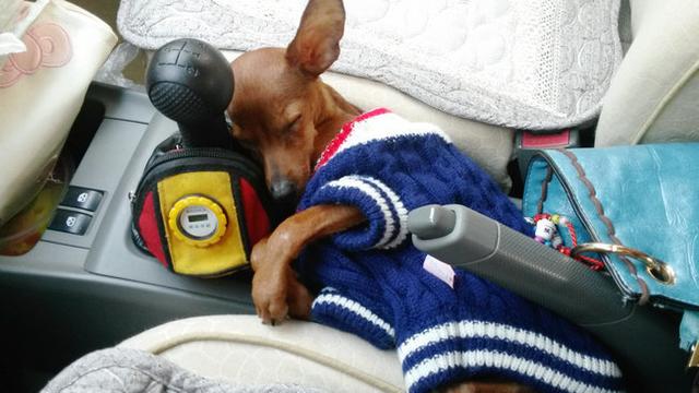 伸舌头的小鹿犬,爱洗澡的小鹿犬