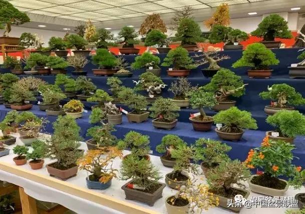 日本盆景巨匠木村正彦作品全程 (木村正彦盆景作品)