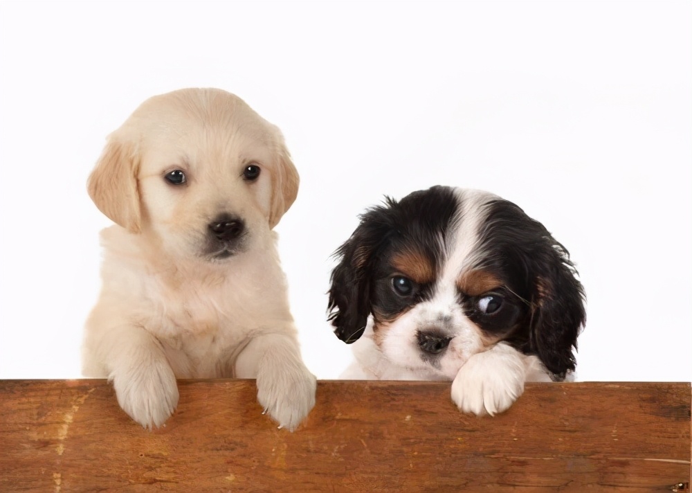 “民以食为天”，2021狗粮全攻略，人间有味是清欢