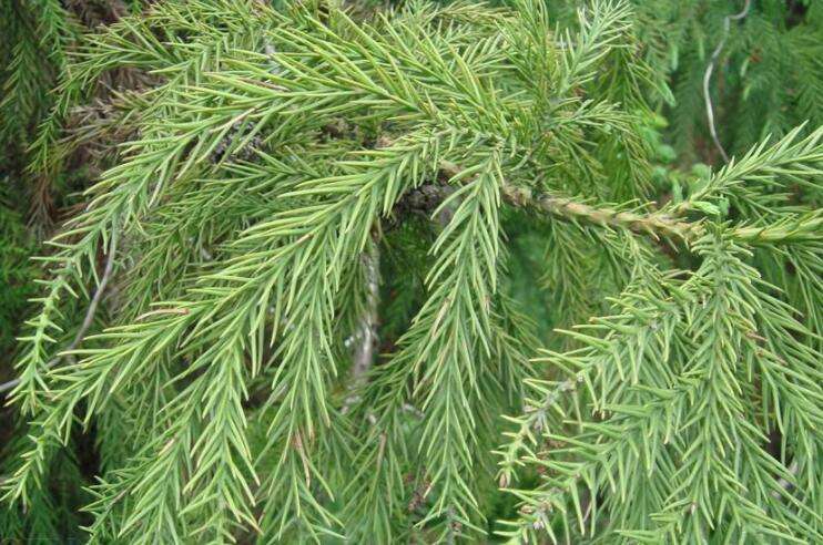 如何辨别杉树木材,如何识别植物的名字