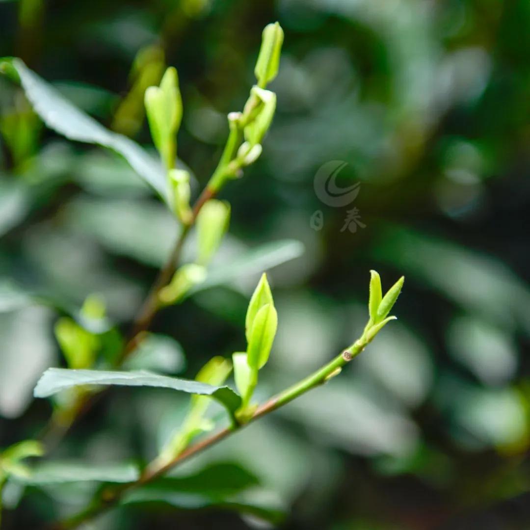 春分万物平分春色,春分是什么样的春天