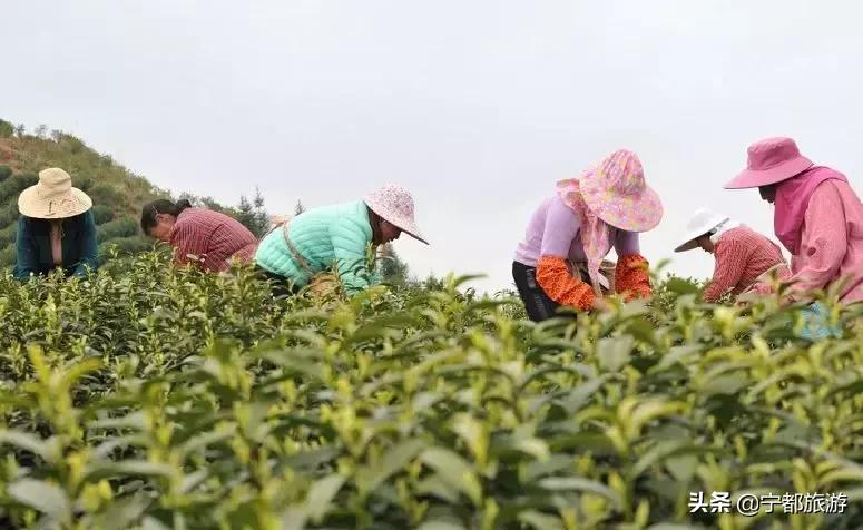一起品味！小布茶香，香飘全国~