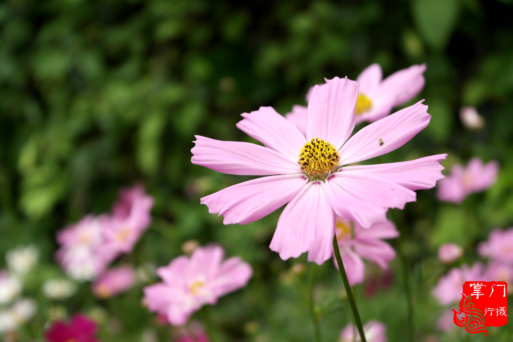 广州白云山游记一次身心愉悦之旅,广州白云山云台旅游