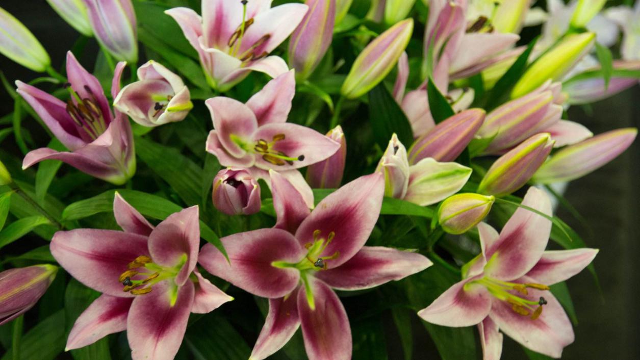 变质牛奶喝了怎么办,过期的豆浆和牛奶能浇花吗