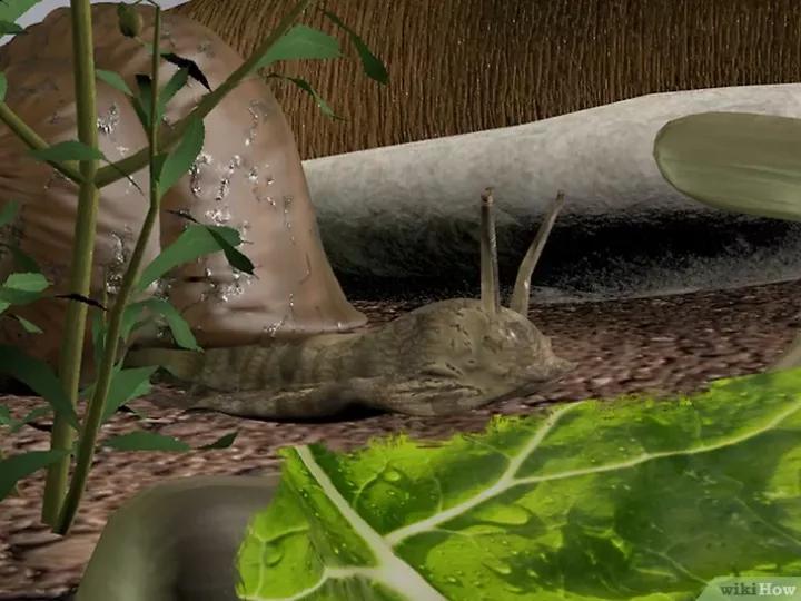 怎么养蜗牛宠物,怎么养野生蜗牛做宠物