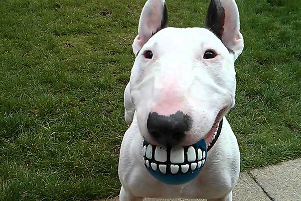 牛头梗好养吗容易病吗,牛头梗好养吗有没有体味