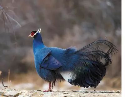 张掖是哪里,什么是张掖人