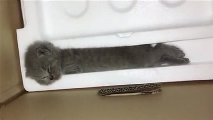 猫咪是液体做的?主人以为泡沫盒里多了根棍子,仔细一看竟是只猫
