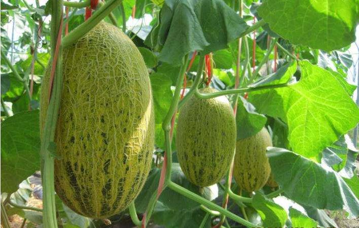 蜜瓜种植注意事项,蜜瓜栽种