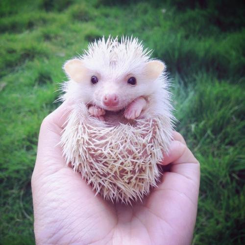 不止在动画中,现实中也能拥有的小宠物,非洲迷你刺猬你值得拥有