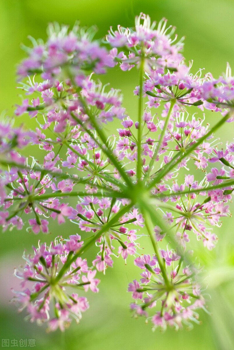 每个十一月生日对应的生日花,365天每天代表生日的花有哪些