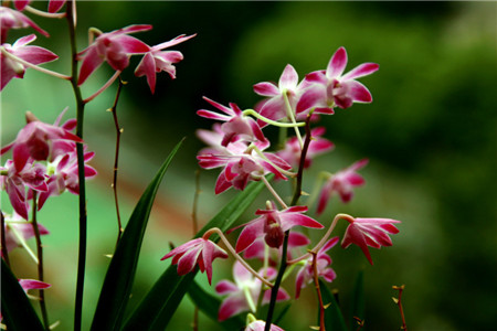 茶花是我国的十大名花吗,中国十大名花图片及花语