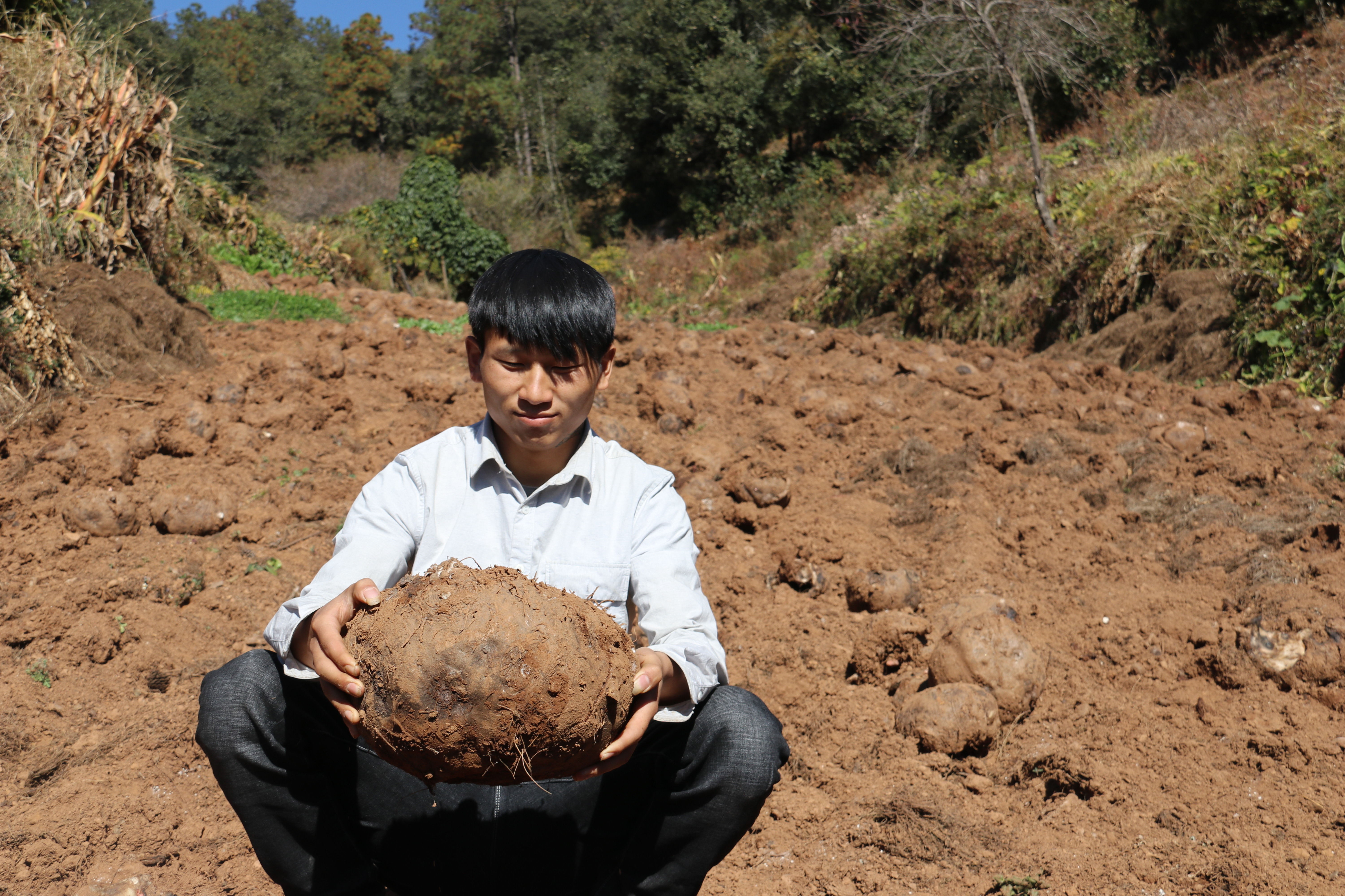 种植魔芋和种植石菖蒲哪个更赚钱,种植一亩魔芋一年能挣多少钱