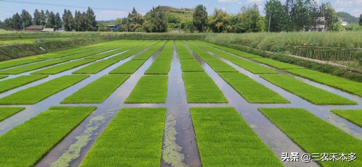 承包大户每亩赚多少钱,一千元每亩地包地先付租金能干吗