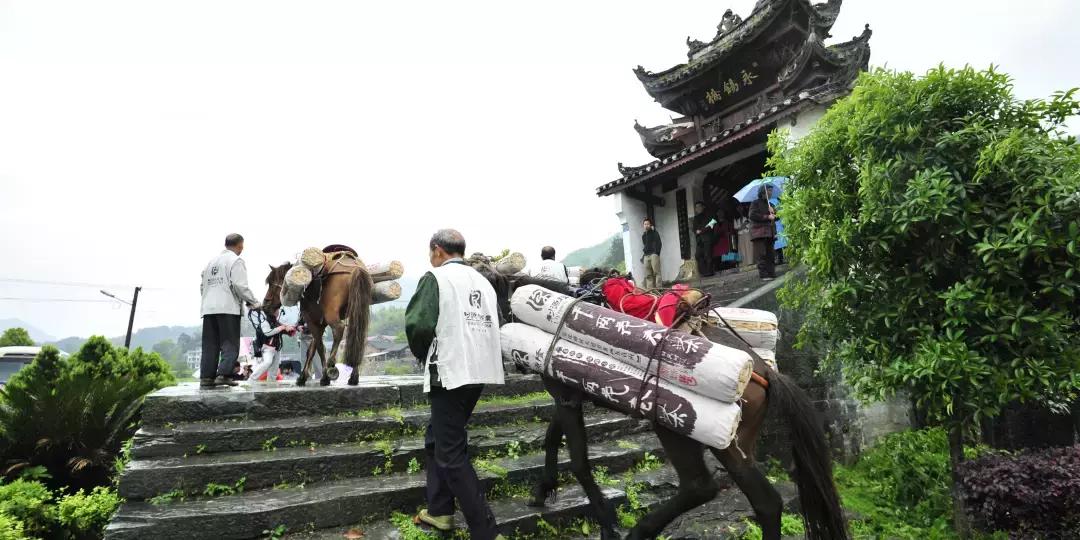 安化黑茶是哪年出现的问题,安化黑茶现状