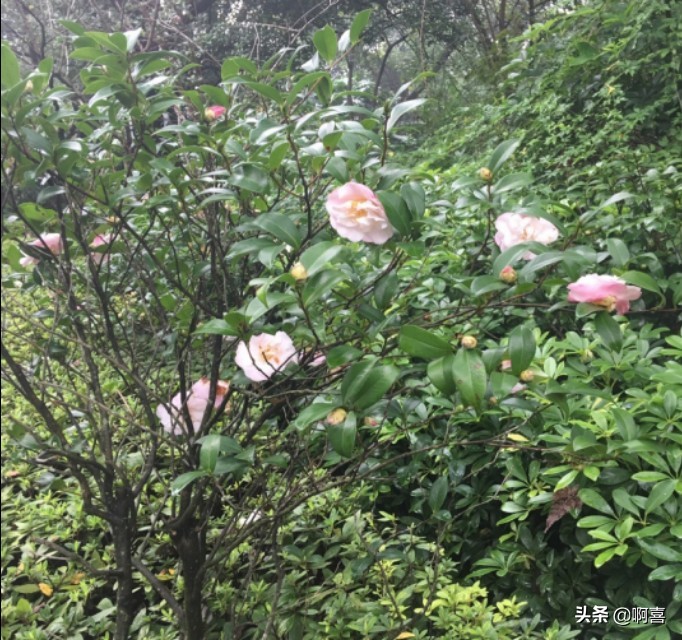 桂林风景区一日游景点大全,桂林国家森林公园游玩攻略路线