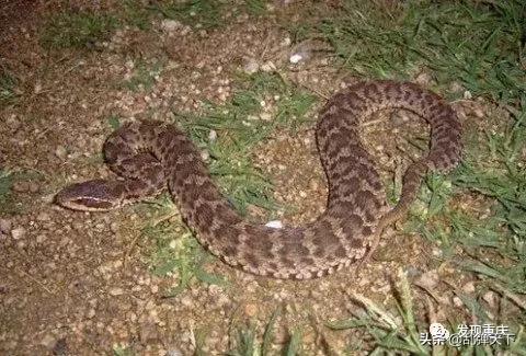 铁山坪玉峰山玩乐,铁山坪避暑游玩