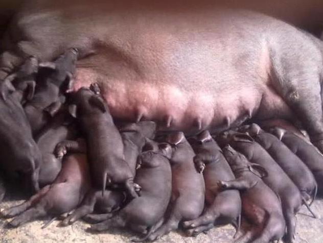 母猪产仔过多要怎样养活,提高母猪产仔成活率论文