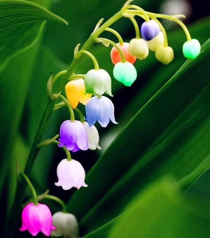 铃兰真的有毒吗,铃兰有毒吗视频