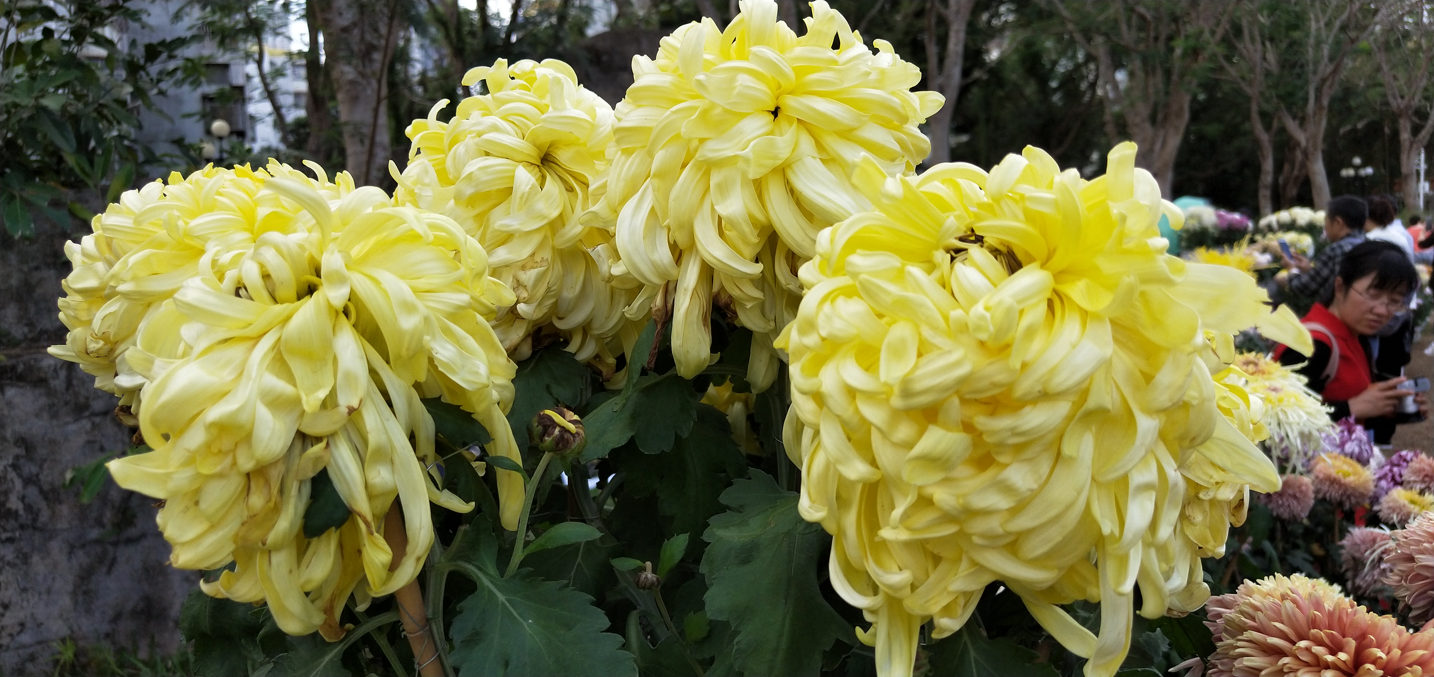 东湖公园菊花花展时间2021,深圳东湖荷节花展