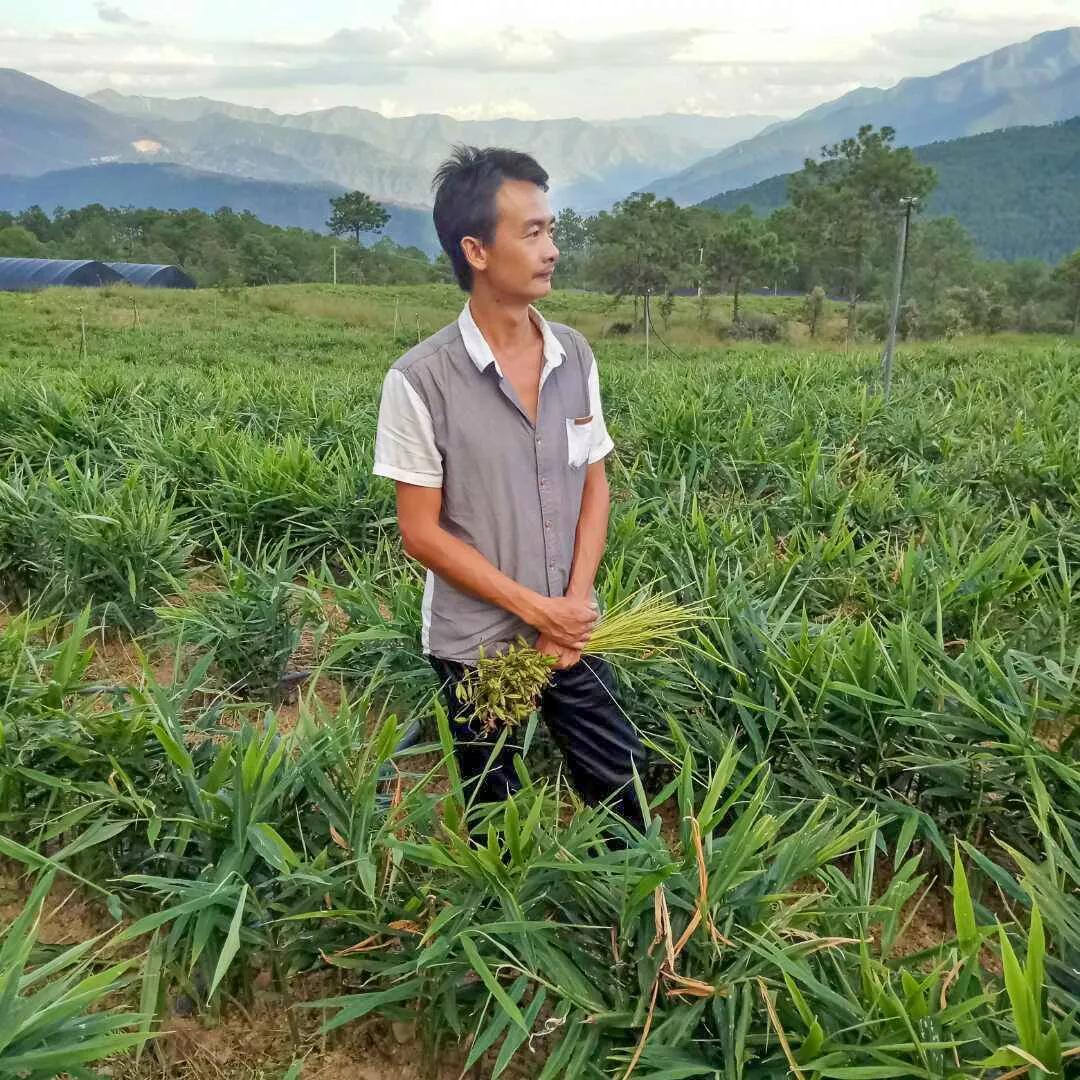 永胜油茶罐,永胜油茶罐装