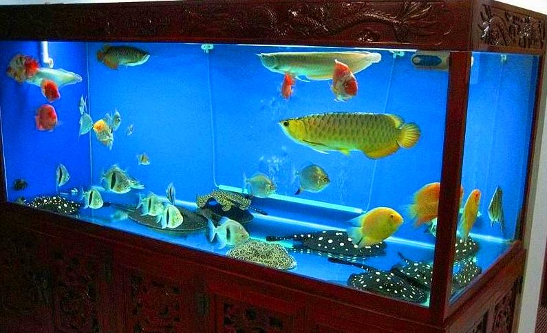 龙鱼为什么不能盐水养龙,养龙龟的常识