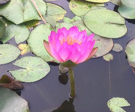 碗莲怎样种才开的花好看,新手种碗莲最简单方法