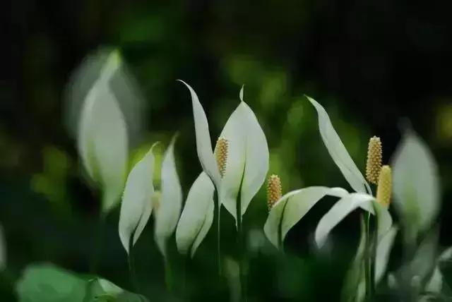 消除新房甲醛的是哪种盆景植物,吸附甲醛最好植物