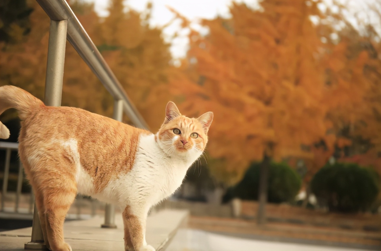 东北财经大学，一所实力不输211的老牌名校