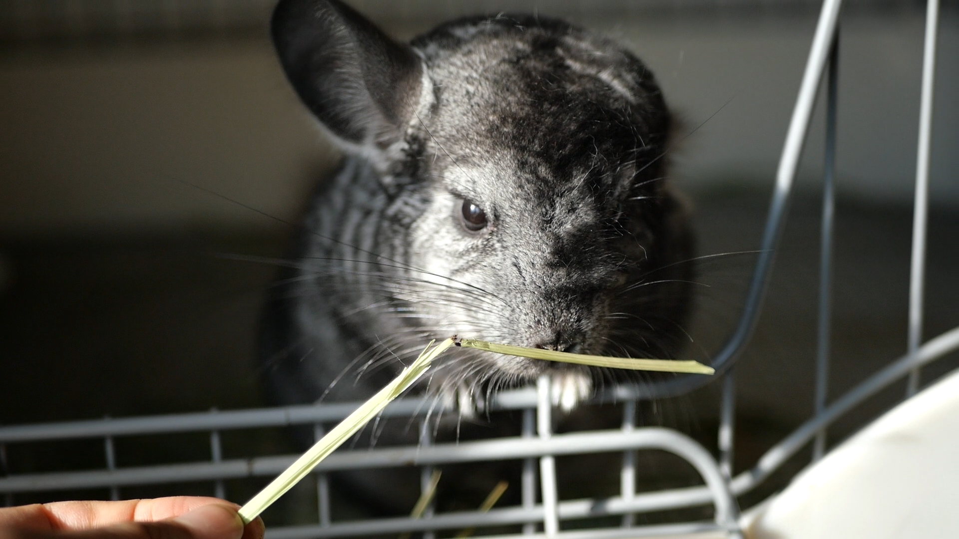 龙猫好养吗有什么优缺点,龙猫身上有味道吗