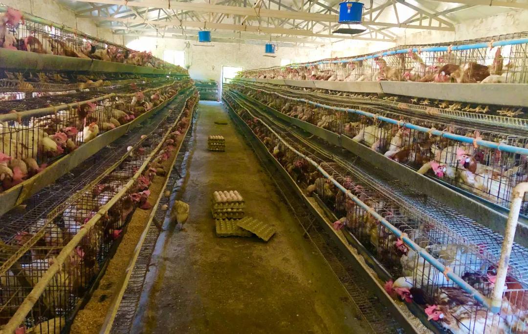 同心奔小康|自主创业让生活越来越好