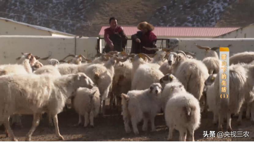 贫困户无息贷款三年还不上怎么办,贫困户能贷几次款