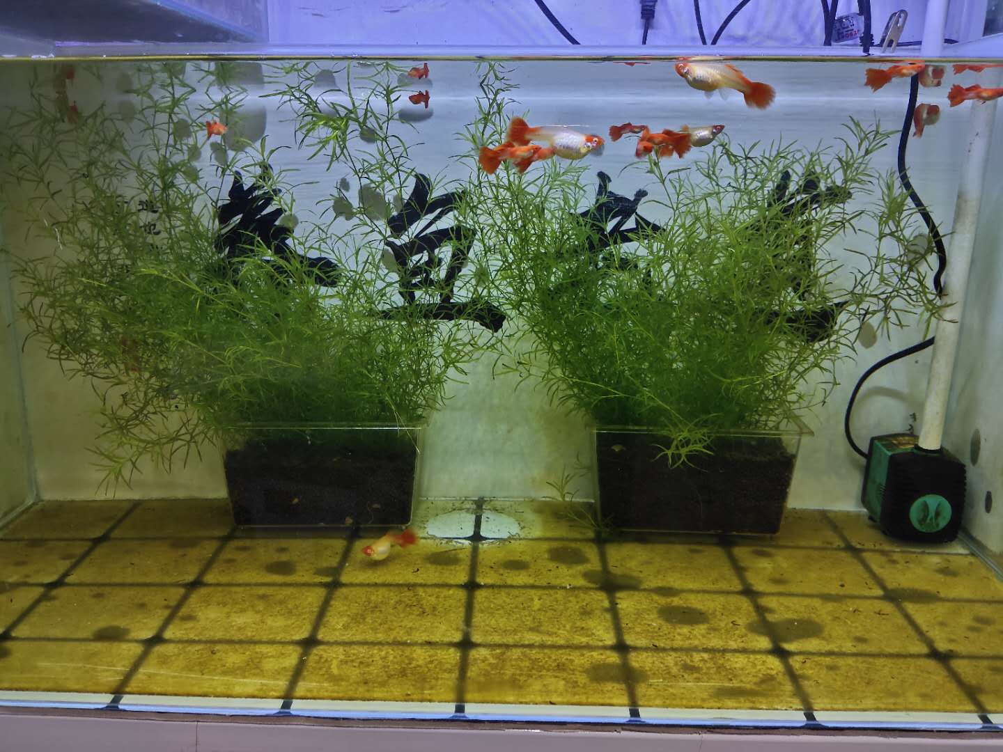 没有过滤的鱼缸怎么除绿藻,鱼缸底部过滤大全详解