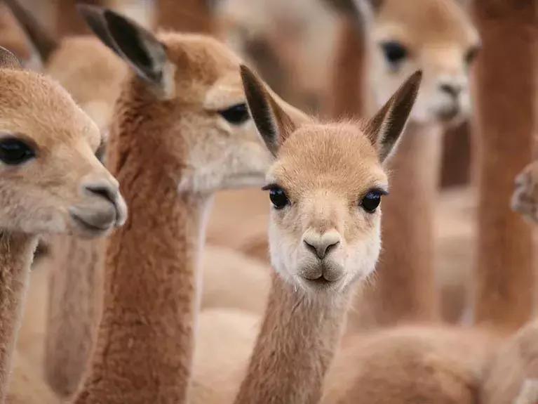 一件针织衫要六位数?能穿它的人不仅真壕还低调!