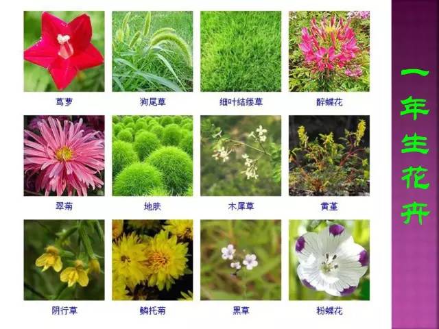 花卉大全500种观叶植物名称,1332种常见花卉植物图谱