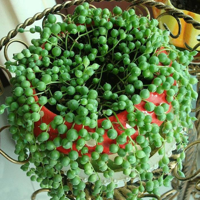 珍珠吊兰和佛珠吊兰图片,好养又好看的佛珠吊兰