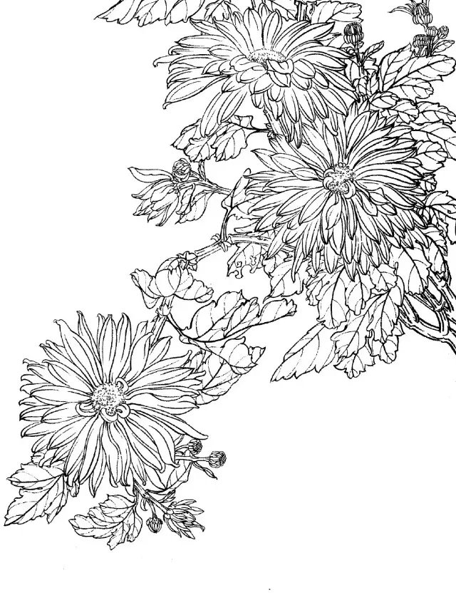 如何画菊花小写意步骤,菊花各种姿态写意画法