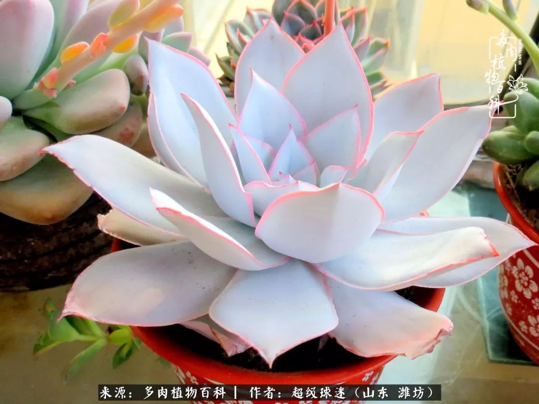 多肉黑茎咋办,多肉黑菌