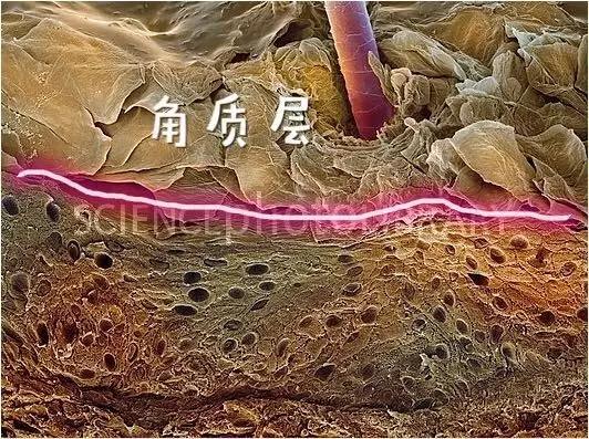 控油去屑洗发水推荐最好的女士,去屑洗发水推荐控油去屑