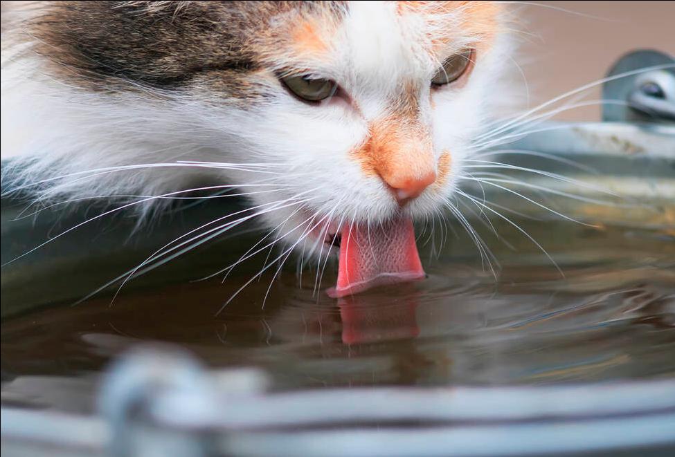 猫咪不爱喝水怎么办,猫咪不爱喝水怎么办搞笑