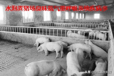 水泡粪猪场如何防控非洲猪瘟和解决养殖中臭味及粪污处理的难题?