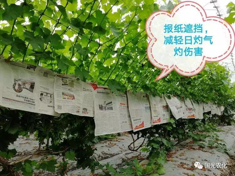葡萄日灼最佳治疗方法,葡萄套袋可以避免日灼和气灼吗