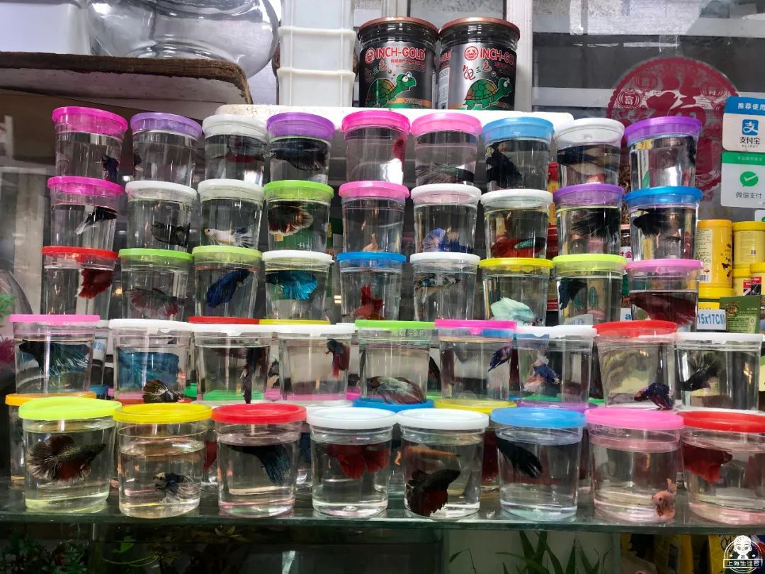 涓婃捣榛勬郸鍖轰竾鍟嗚姳楦熷競鍦鸿繕鍦ㄥ悧,涓婃捣涓囧晢鑺遍笩甯傚満鏂板潃鍦ㄤ粈涔堣矾