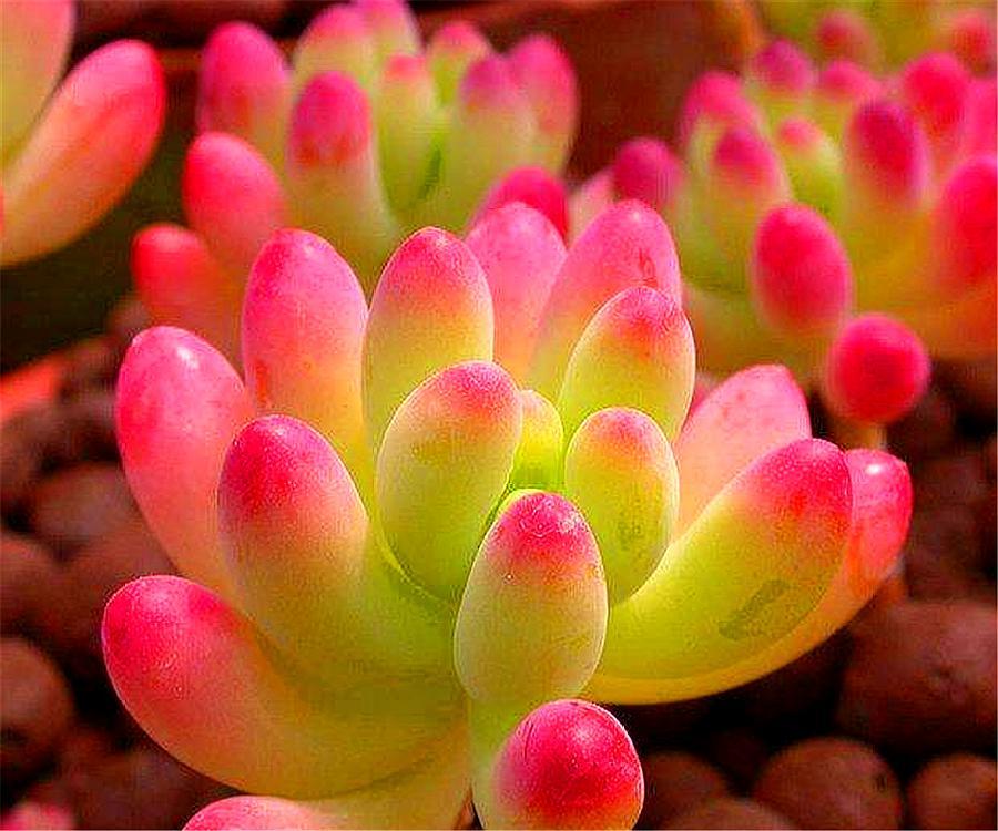 立春了，养多肉虹之玉要做好“4个增加”，新叶蹭蹭长，饱满圆润