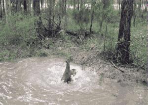袋鼠和人打架视频,袋鼠为什么喜欢和狗狗打架