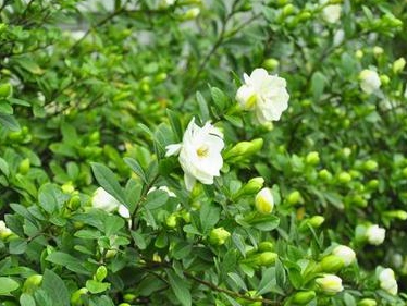 栀子花谁养好了,如何养好栀子花视频