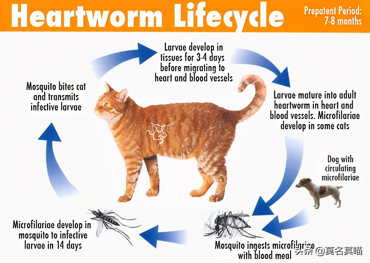 猫会被蚊子咬吗可以点蚊香,猫会被蚊子叮吗
