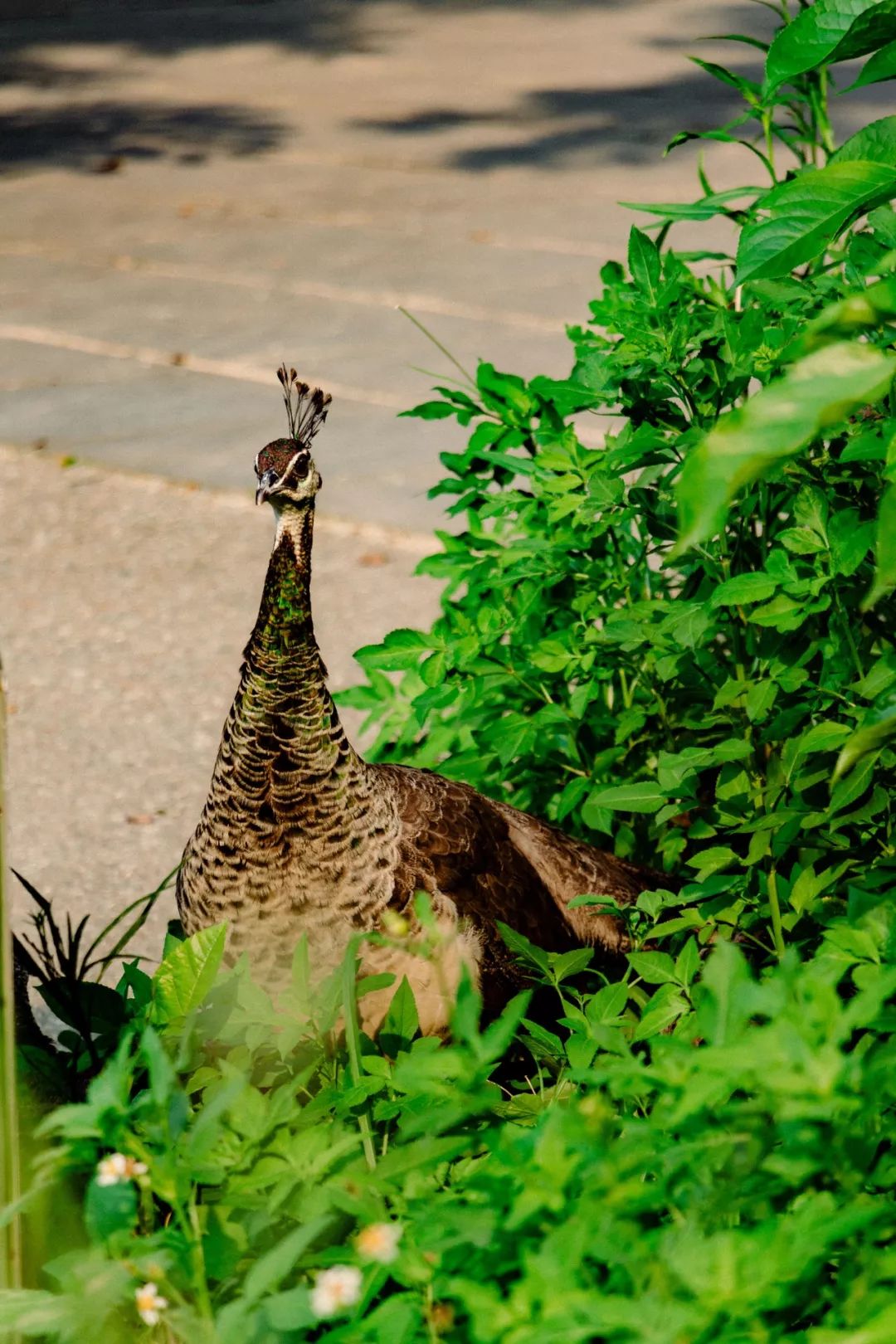 深圳风景最好的岛,深圳有个什么旅游岛