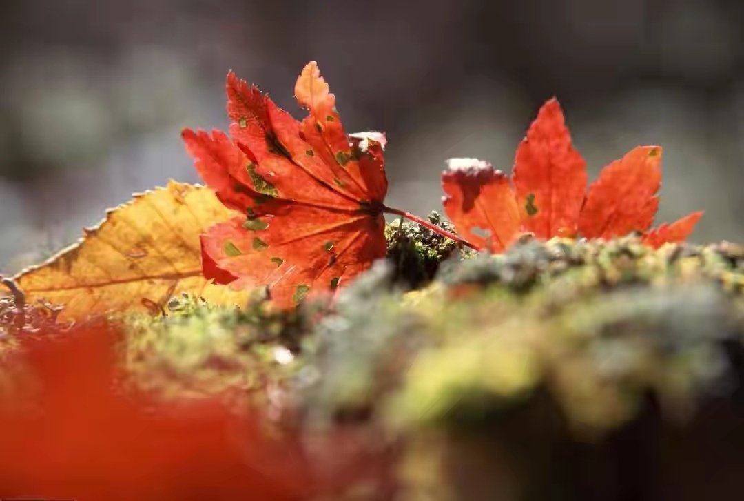 剪不断理还乱是离愁下一句是什么,剪不断理还乱是离愁全文