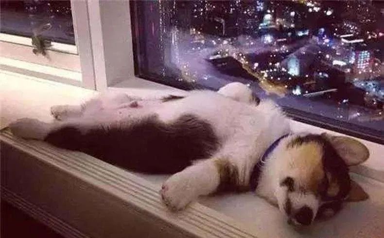 养狗注意事项萌宠指南,养狗人要了解的狗狗睡眠常识